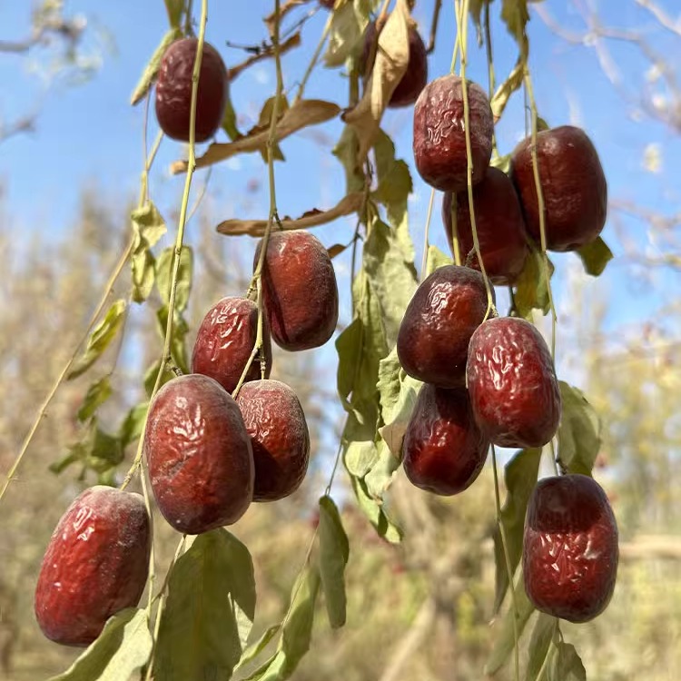 2025年新枣新疆若羌红枣5斤优质大枣非和田大枣若羌灰枣包邮零食