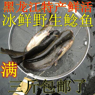 黑龙江乌苏里江开江小鲶鱼冷水