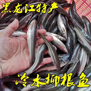 黑龙江特产 冷水大柳根鱼抚远江开江冬捕东北江柳根鱼