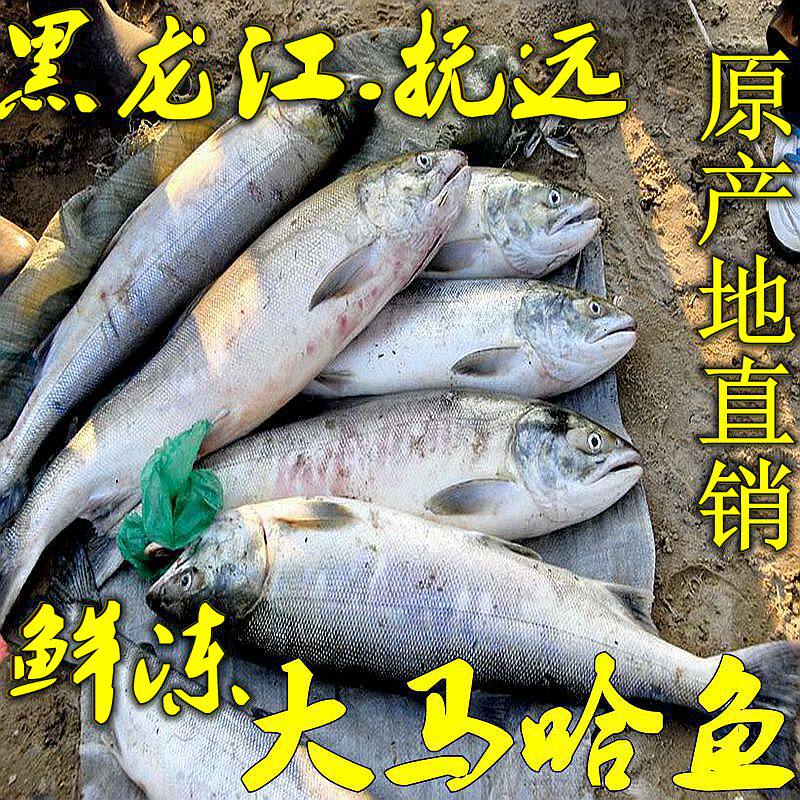 大马哈鱼黑龙江特产抚远乌苏里江鲜活速冻淡水鱼东北洄游鱼
