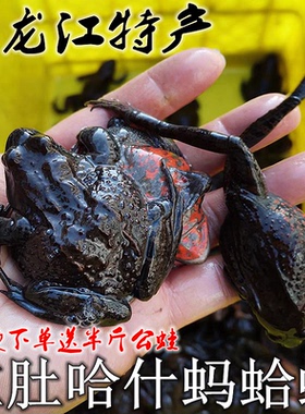 黑龙江鲜活蛤蟆哈什蚂全籽 红肚蛤蟆田鸡黄肚林蛙母豹子公狗子