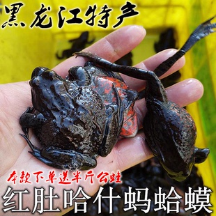 黑龙江鲜活蛤蟆哈什蚂全籽 红肚蛤蟆田鸡黄肚林蛙母豹子公狗子