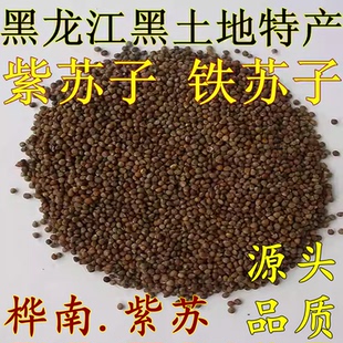 黑龙江桦南紫苏子烘焙烧烤紫苏籽压榨油紫苏粕饼粕肥料可种植