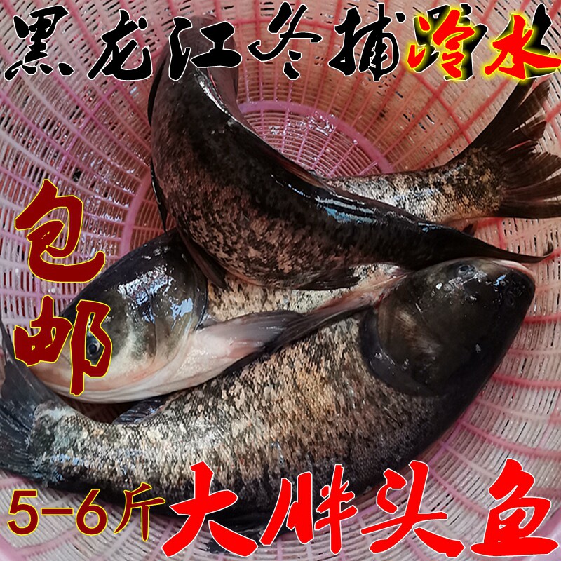 抚远特产 冷水大胖头鱼整条 开江鱼冬捕黑鲢鳙鱼花鲢鱼