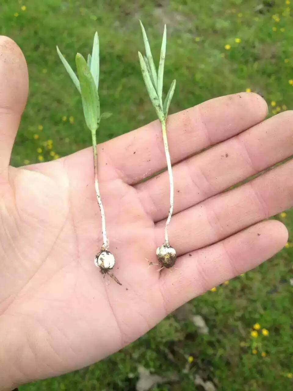 正宗野生松贝(川贝)干货