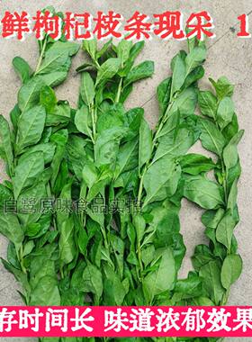 广东猪杂汤大叶枸杞菜新鲜带杆枸杞叶清肝明目火锅烫菜凉拌菜1斤