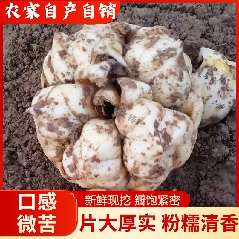 2026年新鲜龙山卷丹百合食用味苦无硫当季新货农家种植特产包邮