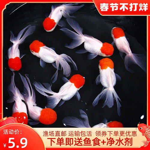 鹤顶红金鱼价格 鹤顶红金鱼图片 星期三