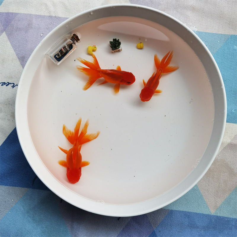 精品狮头金鱼精品狮头金鱼观赏鱼