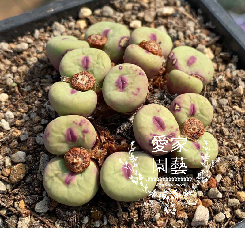 南非进口生石花种子肉锥种子四季常红大型小红嘴种子种荚满包邮