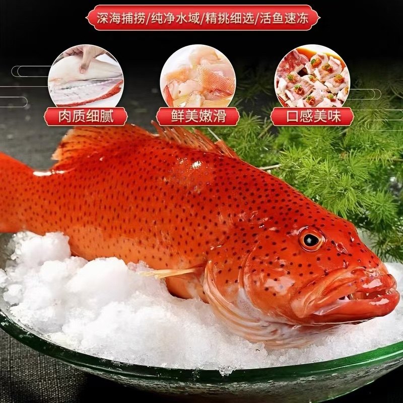 海南西沙深海东星斑鱼新鲜海鲜鲜活冷冻燕尾斑瓜子斑空运冷链包邮,水产肉类/新鲜蔬果/熟食,斑鱼,淘宝优惠券,粉丝福利购,淘宝优惠卷