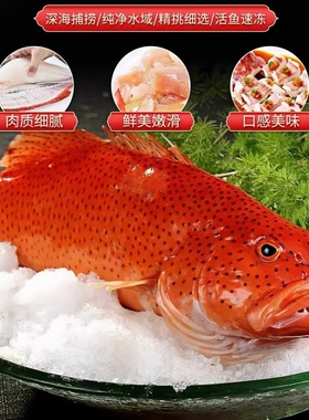 海南西沙深海东星斑鱼新鲜海鲜鲜活冷冻燕尾斑瓜子斑空运冷链包邮