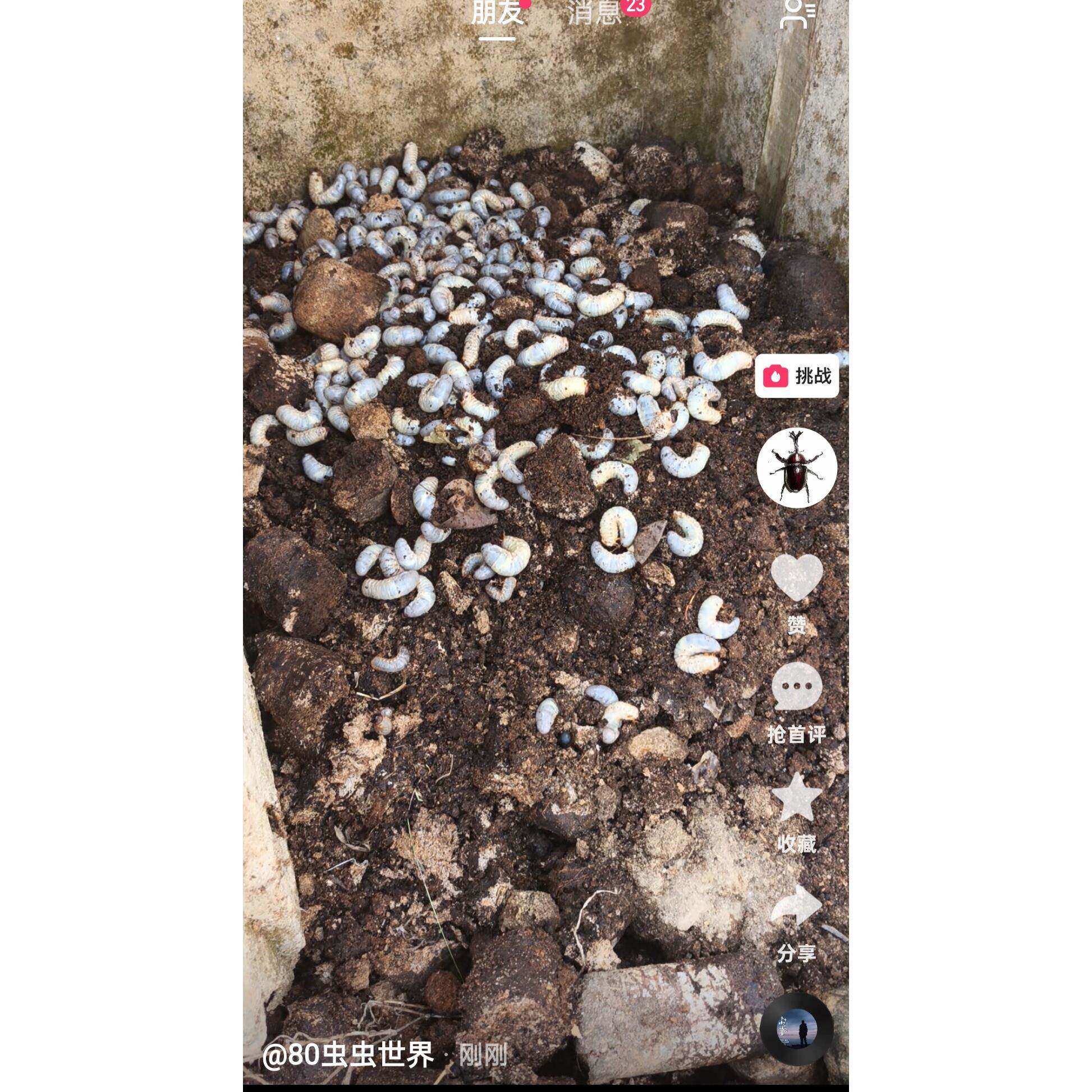 独角仙超大个体成虫幼虫体 L3成虫另类宠物新手套餐易养包活好养