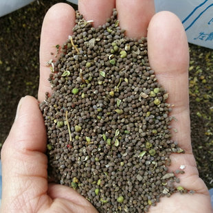 农家新收泽漆种子猫眼草种子野生五朵云种子易出苗50克1份4天出苗