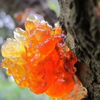 配料桃花泪皂角米组合银耳