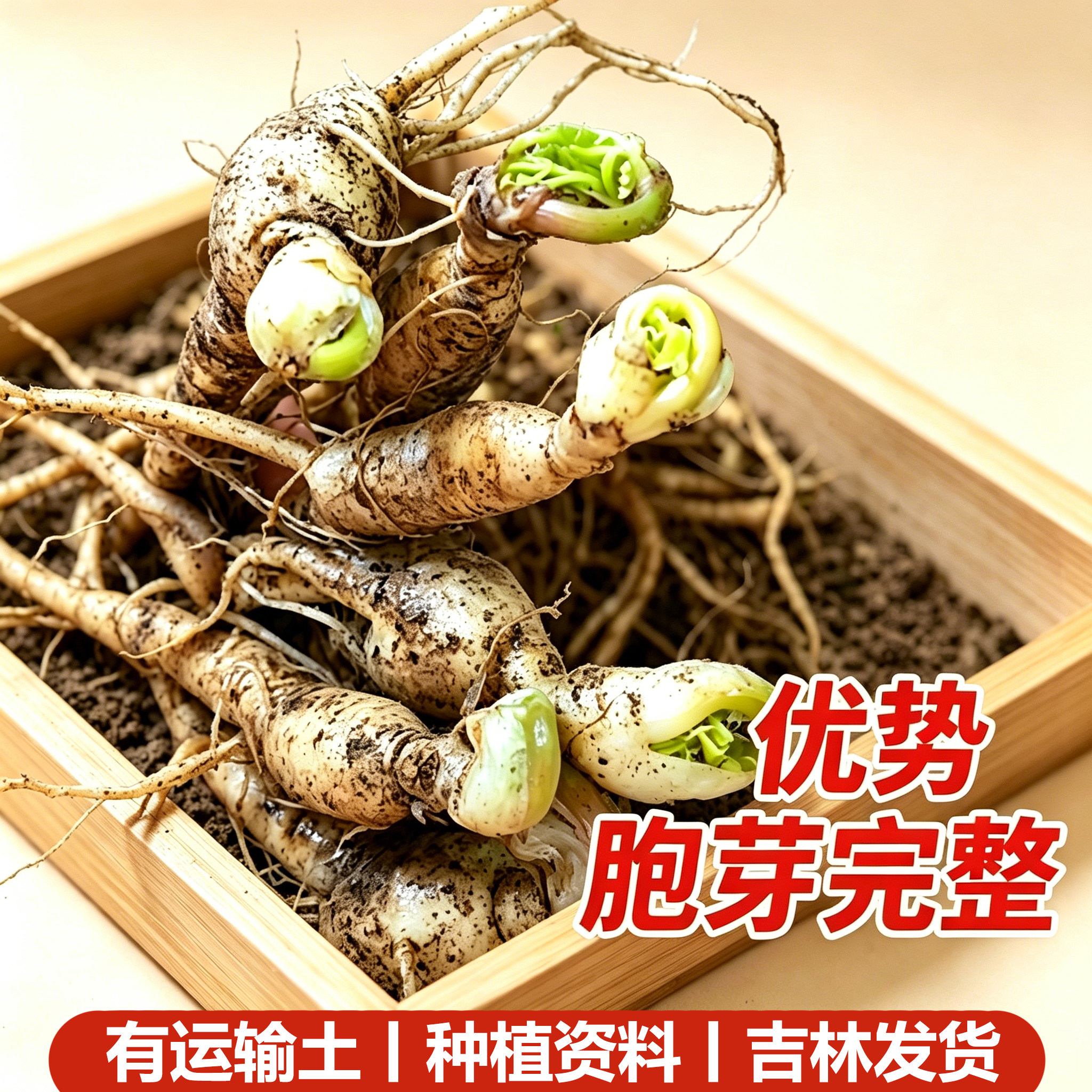 【吉林发货】长白山人参苗盆栽东北特产种植正宗带土活新鲜院子寒