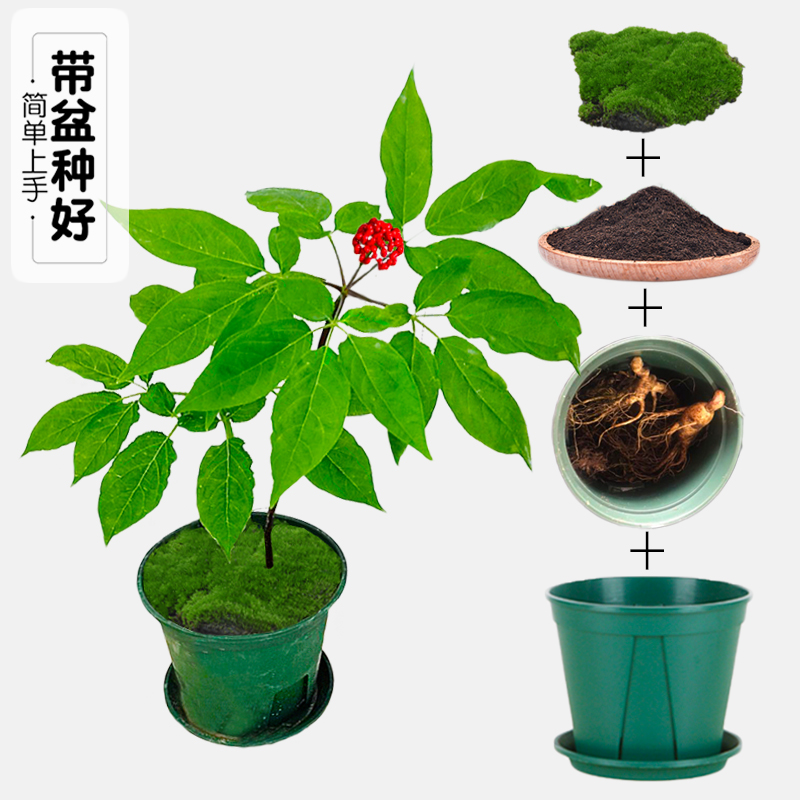 人参苗盆栽长白山东北四年20g大正宗新鲜带土种绿植物活白园子籽