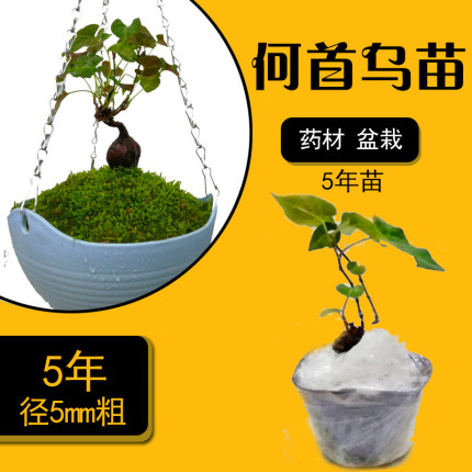 5年何首乌盆栽苗盆景室内阳台药材活新奇正宗可种植爬藤好养易活