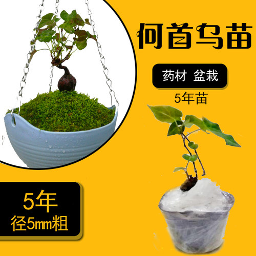 5年何首乌盆栽苗盆景室内阳台药材活新奇正宗可种植爬藤好养易活