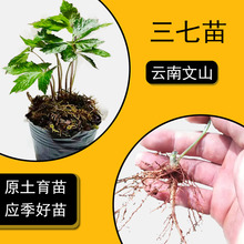 文山带叶三七苗盆栽种植云南特产正宗新鲜好活带土庭院子中药大小