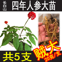 長白山人參客廳臥室養(yǎng)身可種可吃
