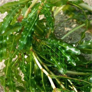 菹草 虾藻 虾草 麦黄草 基地直销 净化水质