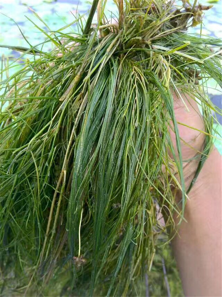 红线草 篦齿眼子菜 沉水植物 基地直销 承包种植养护