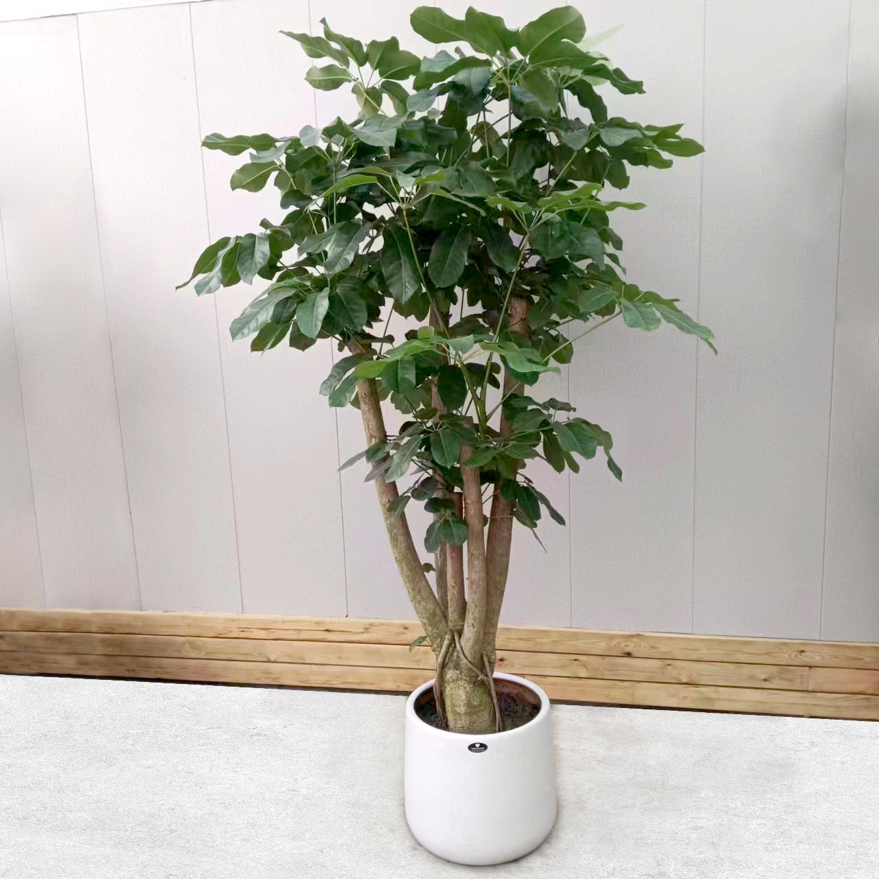 老桩摇钱树大叶伞室内办公室绿植大型盆栽开业送礼净化空气植物