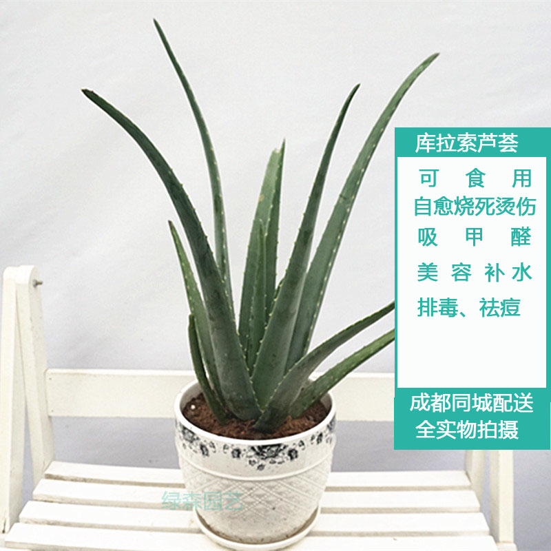 芦荟盆栽防辐射吸甲醛不夜城库拉索美容花卉桌面多植物净化空气