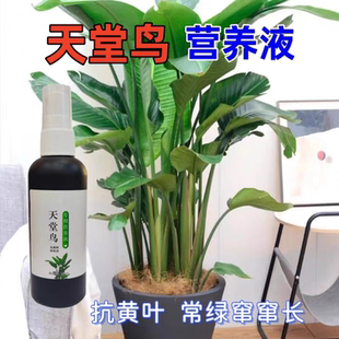 天堂鸟肥料专用营养液家用盆栽营养液急救黄叶卷边开裂花肥大型绿