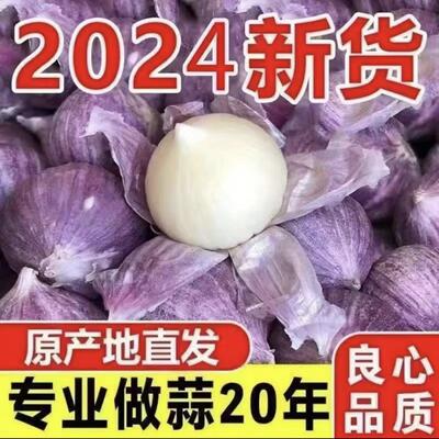 【紫皮单头蒜种子】优质单头蒜种籽圆头薄皮蒜新鲜干蒜白心种子