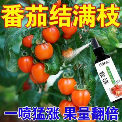 番茄专用免稀释营养液果肥钙肥有