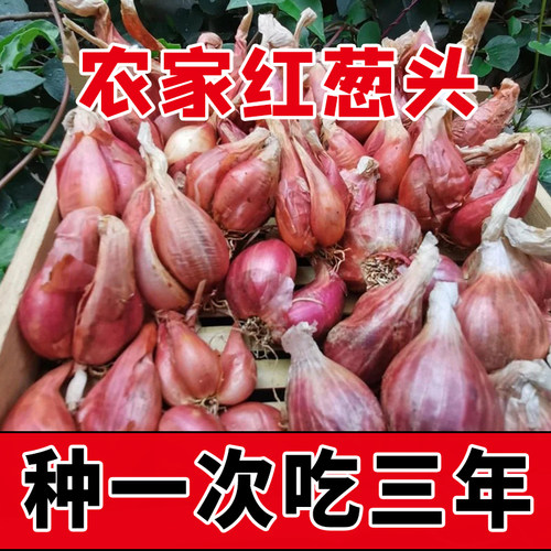 四川正宗小香葱头种子四季小红葱
