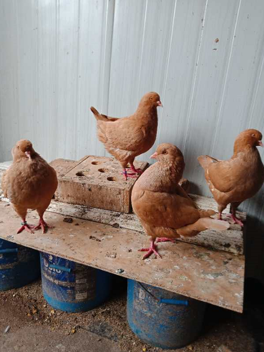 元宝鸽子 元宝圆环 大体元宝 观赏鸽 落地王王鸽 球鸽