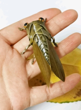 非遗手工艺品纯手工编织蝉草编知了件创意仿真昆虫礼品