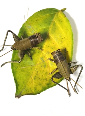 非遗手工艺品纯手工编织草编蟋蟀摆件创意仿真蛐蛐昆虫礼品