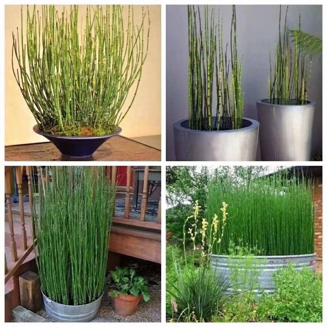 木贼盆栽笔头草节节草四季常青庭院绿植耐寒新奇笔管植物喜光植物