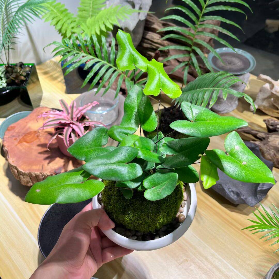 心愿蕨心形叶网红植物蕨类植物室内绿植盆栽微景观植物净化空气