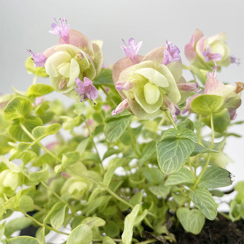 观赏牛至折纸画系列盆栽苗垂吊观叶多年生耐旱耐寒好养植物花卉