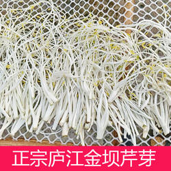 安徽庐江白湖特产芹芽3斤装包邮 金坝芹芽白芹农家自种芹菜芽无根