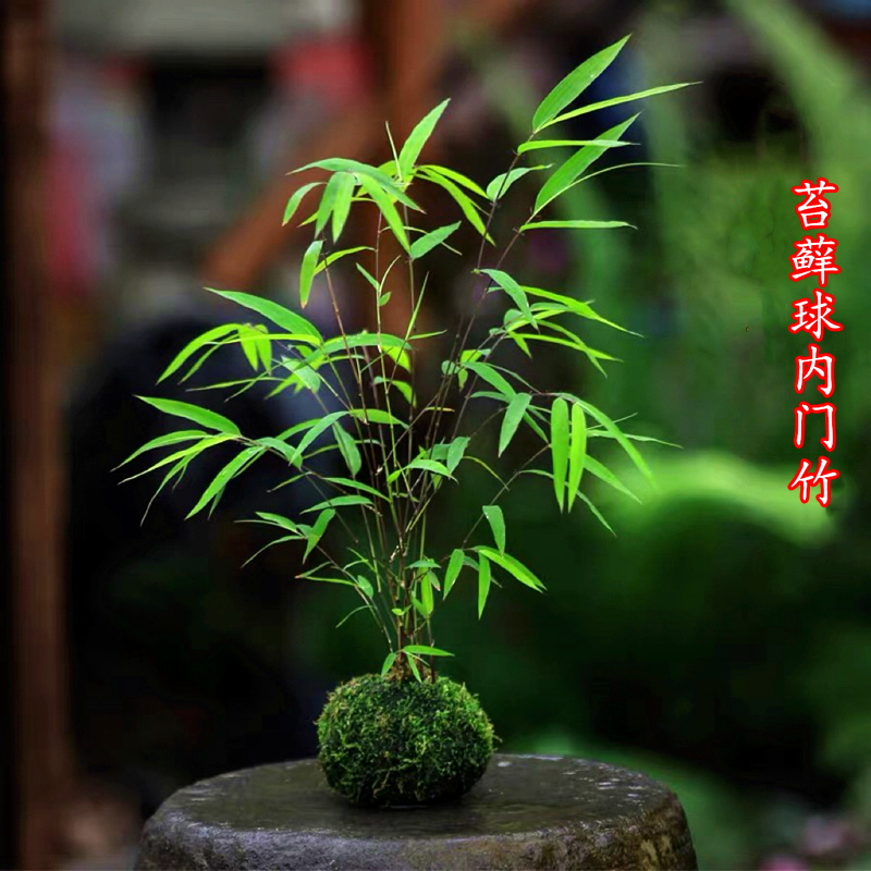 内门竹红观音竹米竹室内盆栽绿植