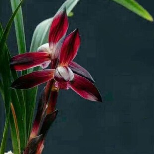 兰花苗阳台花卉绿植浓香盆栽春兰娄山红