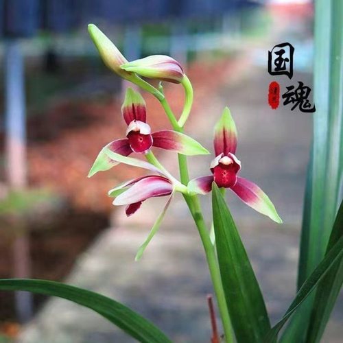 兰花苗建兰四季兰国魂浓香好养兰花室内阳台客厅