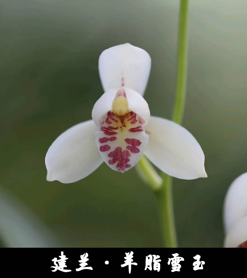 名品兰花苗建兰四季兰羊脂雪玉浓香好养兰花室内阳台客厅