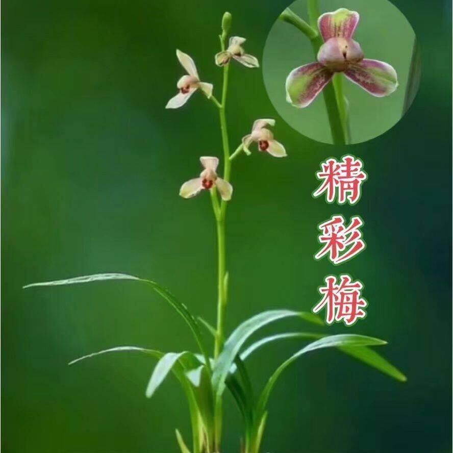 名贵兰花苗建兰四季兰精彩梅浓香好养兰花室内阳台客厅