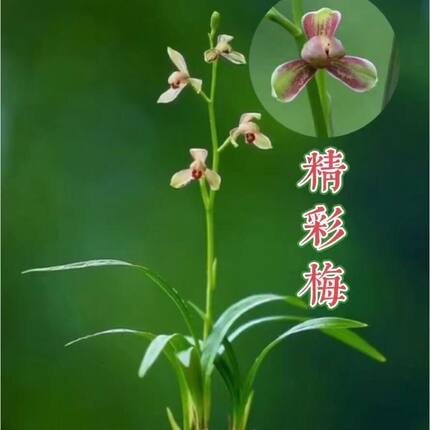 名贵兰花苗建兰四季兰精彩梅浓香好养兰花室内阳台客厅