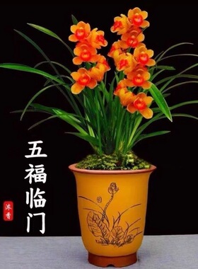 兰花苗建兰四季兰浓香型新款阳台五福临门花卉客厅