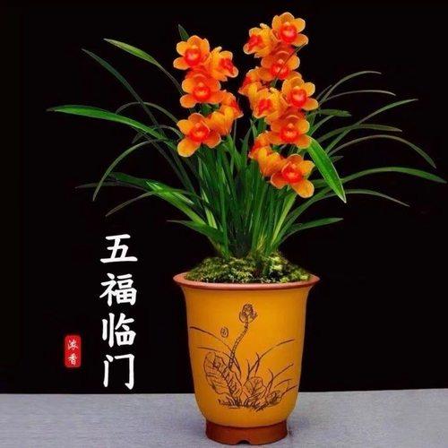 兰花苗建兰四季兰浓香型新款阳台五福临门花卉客厅