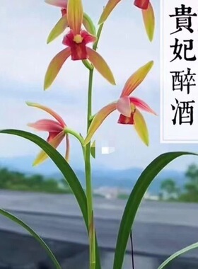 名贵兰花苗建兰四季兰贵妃醉酒浓香好养兰花室内阳台客厅