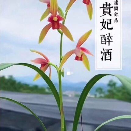 名贵兰花苗建兰四季兰贵妃醉酒浓香好养兰花室内阳台客厅